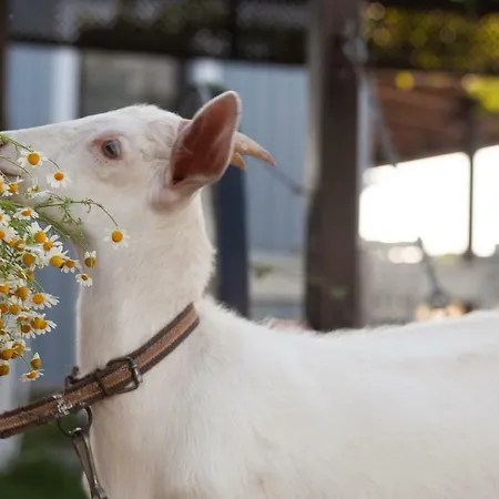 Bed & Breakfast Bagban Bozcaada