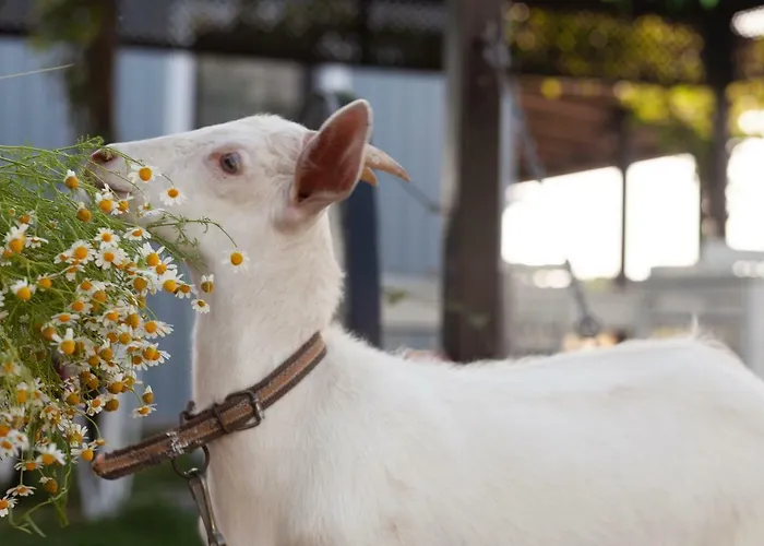 Couette-café Bagban Bozcaada